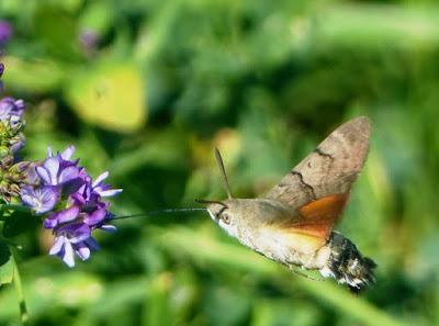 Polillas en migración