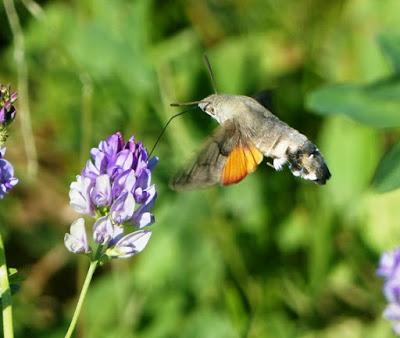 Polillas en migración
