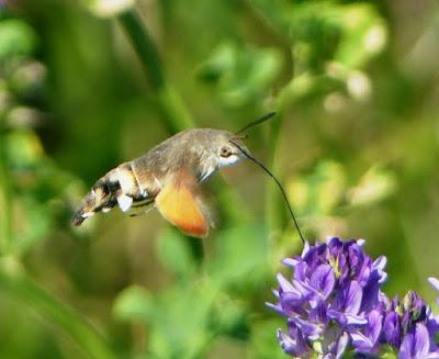 Polillas en migración