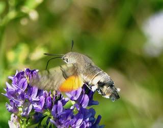 Polillas en migración