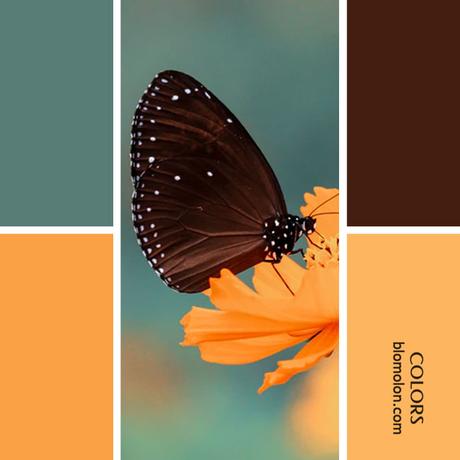 Variedad En Color 11 Paletas