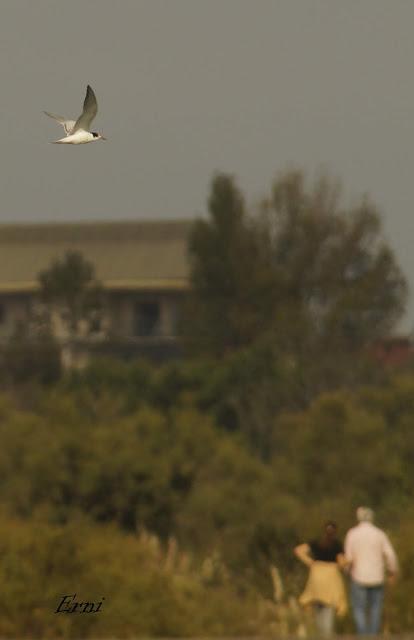 UN CHARRÁN COMÚN DE PASO