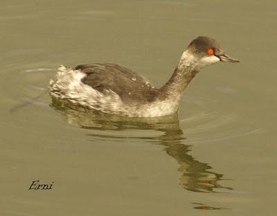 UN CHARRÁN COMÚN DE PASO