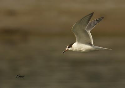 UN CHARRÁN COMÚN DE PASO