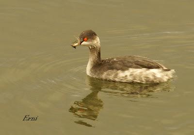 UN CHARRÁN COMÚN DE PASO