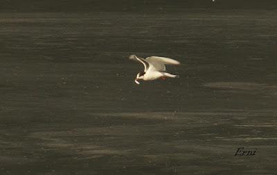 UN CHARRÁN COMÚN DE PASO