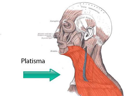 Ejercicios para eliminar la papada - 5. TonificaciÃ³n del cuello