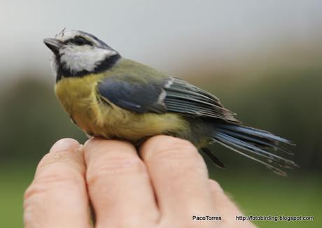 ♀ jov. de Herrerillo común