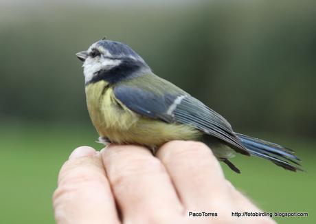 ♀ jov. de Herrerillo común