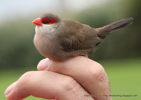 ♀ de Estrilda común