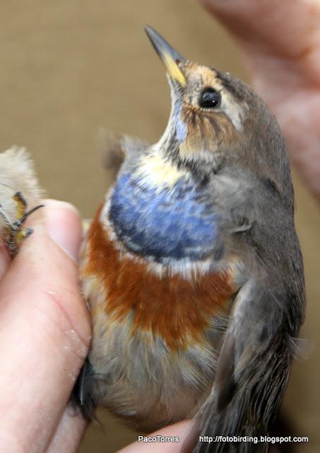 Pechiazul ♂