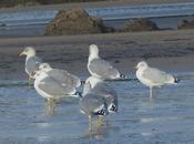 Llegan argénteas adultas