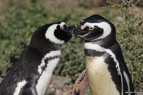 Pingüinera de Punta Tombo