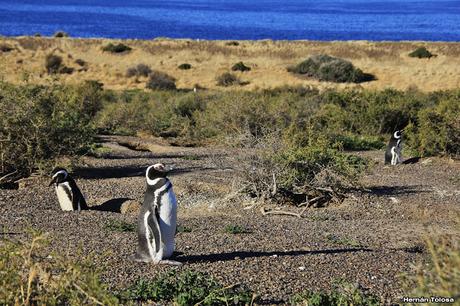 Pingüinera de Punta Tombo