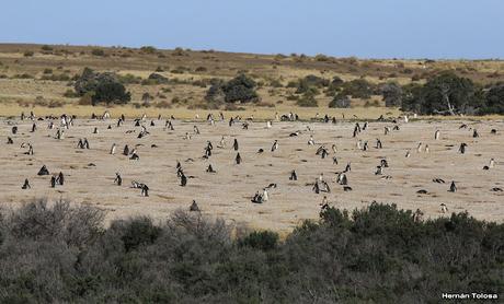 Pingüinera de Punta Tombo
