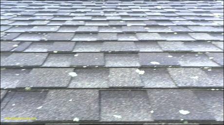 Inspirational Roof Algae Remover