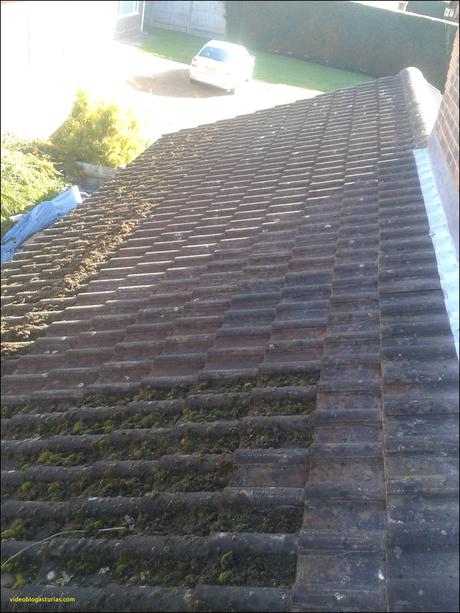 Inspirational Roof Algae Remover