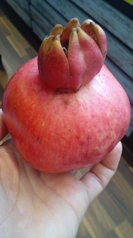 GRANADA: FRUTA DE OTOÑO