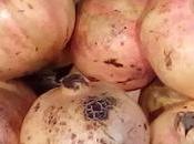 Granada: fruta otoño