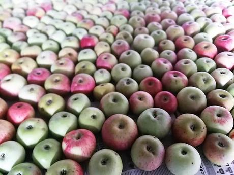 MI AMIGO TINO MI AMIGO TINO