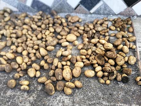 MI AMIGO TINO MI AMIGO TINO