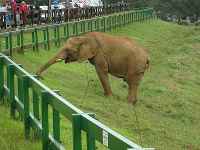 Elefantes, Parque de la Naturaleza de Cabárceno, Santander