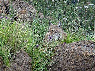 Lince Parque de la Naturaleza de Cabárceno, Santander