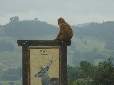 Animales sueltos Parque de la Naturaleza de Cabárceno, Santander