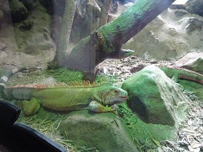 Cabaña de los Reptiles