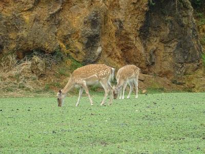Parque de la Naturaleza de Cabárceno, Santander