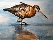 Acuarela aguja colinegra