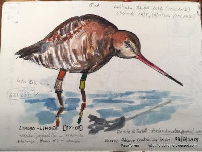 Acuarela de la aguja colinegra