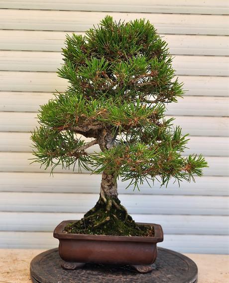 Nº 117 Pino Negro ( pinus Thunbergii )