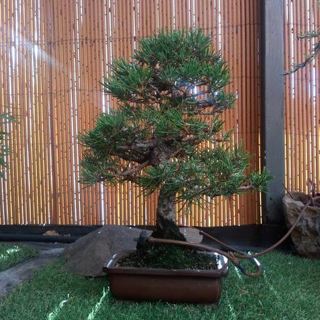 Nº 117 Pino Negro ( pinus Thunbergii )