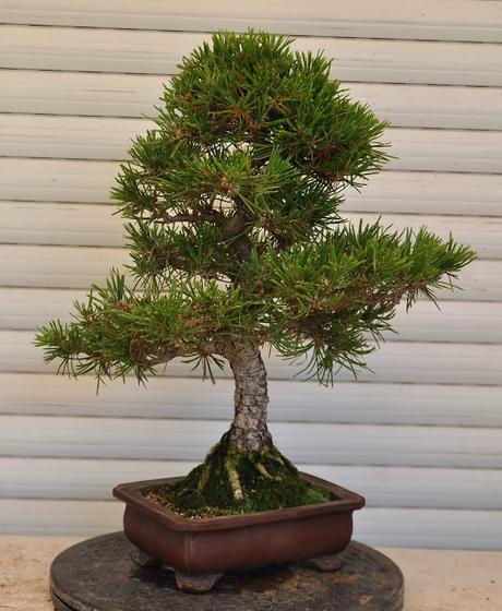 Nº 117 Pino Negro ( pinus Thunbergii )