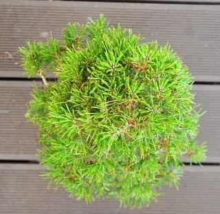 Nº 117 Pino Negro ( pinus Thunbergii )