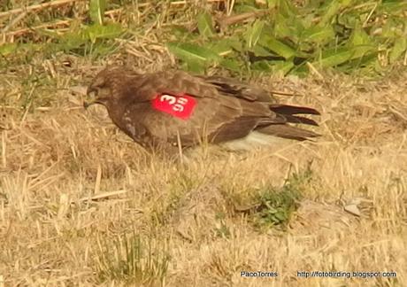 Buteo buteo, marca alar 398 Buteo buteo, marca alar 398