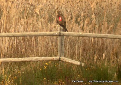 Buteo buteo, marca alar 398 Buteo buteo, marca alar 398