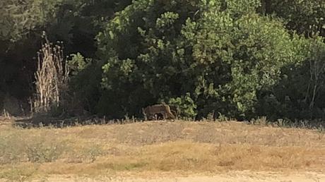 Visita a Doñana y el Rocío