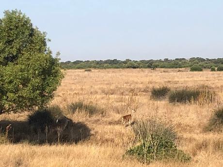 Visita a Doñana y el Rocío