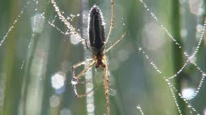 Arañas tejen una tela de 300 metros en Grecia.