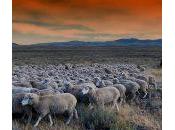 Preguntas formularios: pastoreo auto-pastoreo