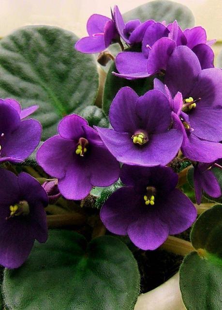 Plantas y flores de otoño violeta africana