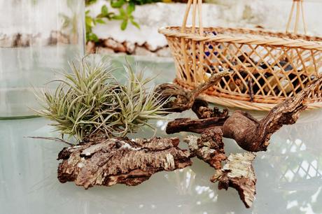 DIY - CREA TU PROPIO TERRARIO CON PLANTAS AÉREAS Y BILBERGIAS