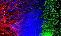 Desarrollan método de impresión 3-D para producir Tejido Humano