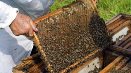 Las adversidades climáticas provocan que la apicultura de Castilla y León, según UCCL, obtenga los peores rendimientos de miel de las dos últimas décadas