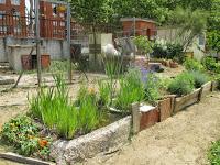 estanque en el huerto escolar