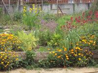 plantasa aromáticas en el huerto escolar