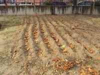 siembra de ajos y cereales