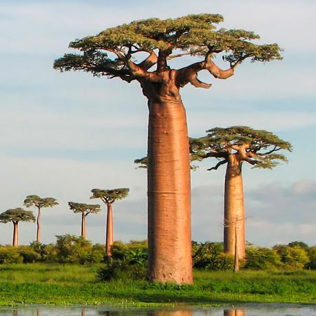 Resultado de imagen para baobab